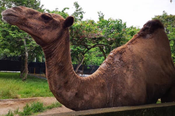 P_D_ Ostrich Show Farm 
